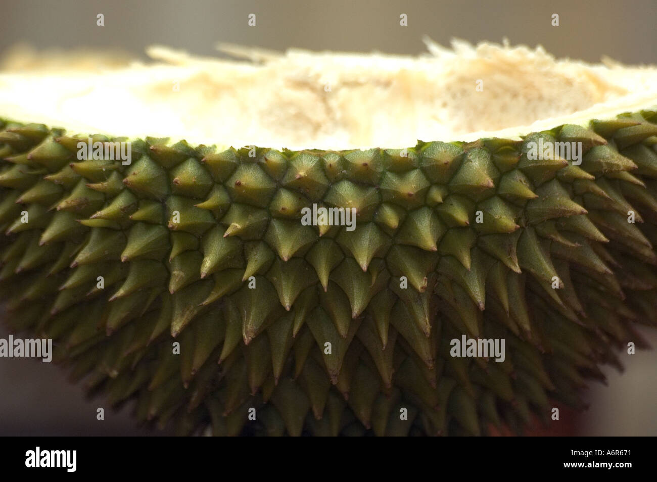 Durian the King of Fruits in Malaysia Stock Photo Alamy