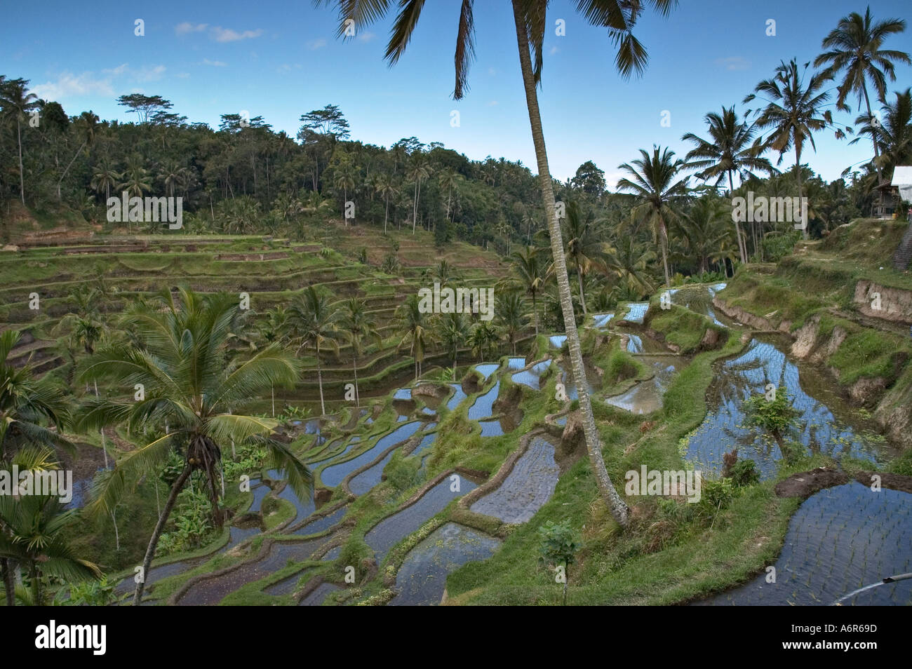 Rice terraces in Tegalalang near Ubud in Central Bali Stock Photo