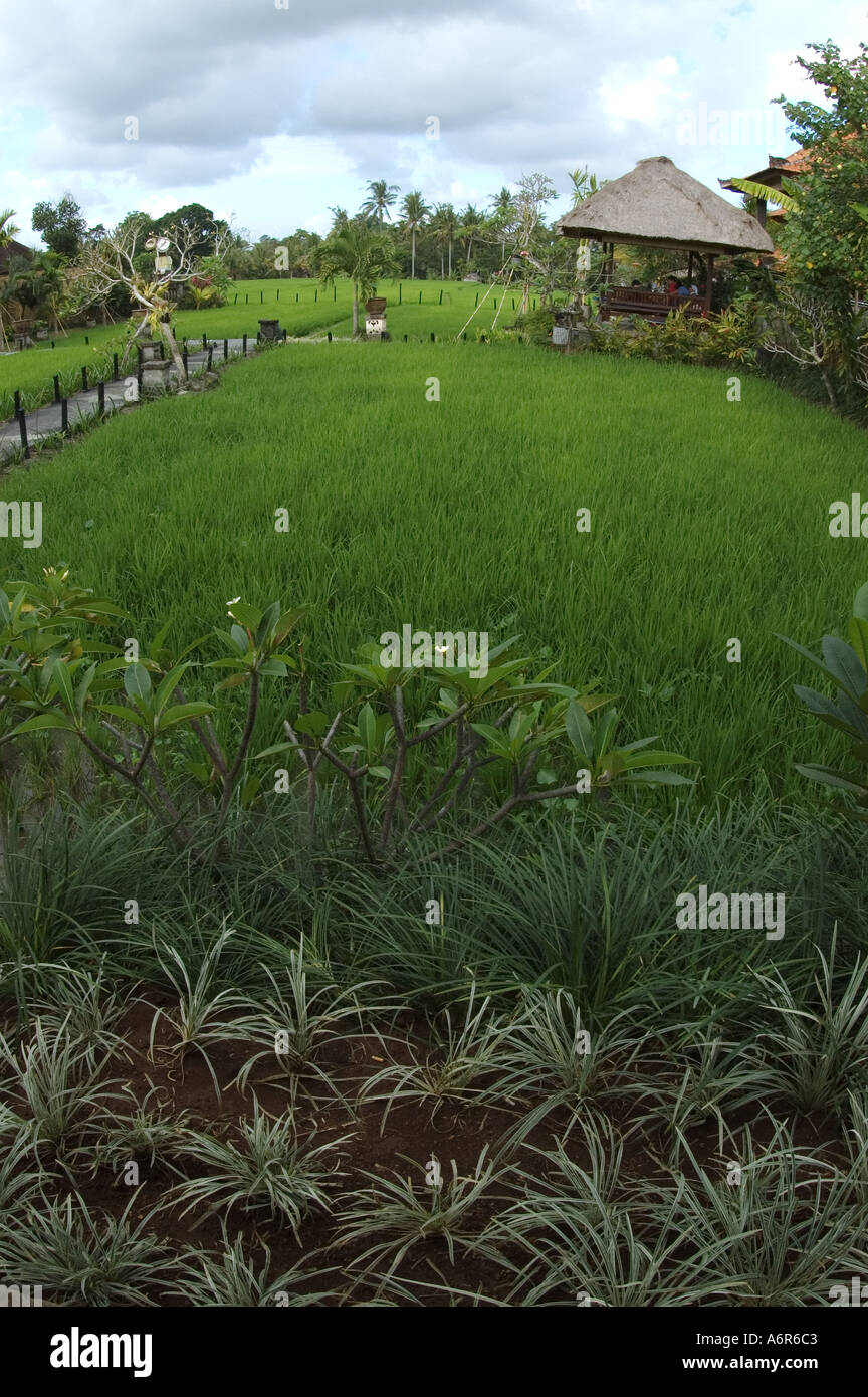 Rice field in Ubud in Central Bali Indonesia Asia Stock Photo - Alamy
