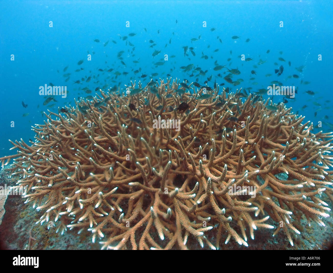 Staghorn coral in Tokong Bopeng in Pulau Perhentian Malaysia Asia Stock Photo
