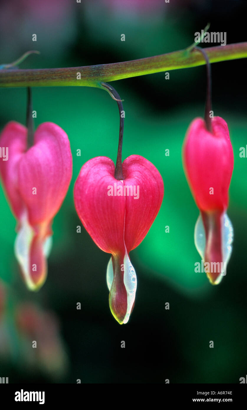 Bleeding Heart (Dicentra spectabilis) Stock Photo