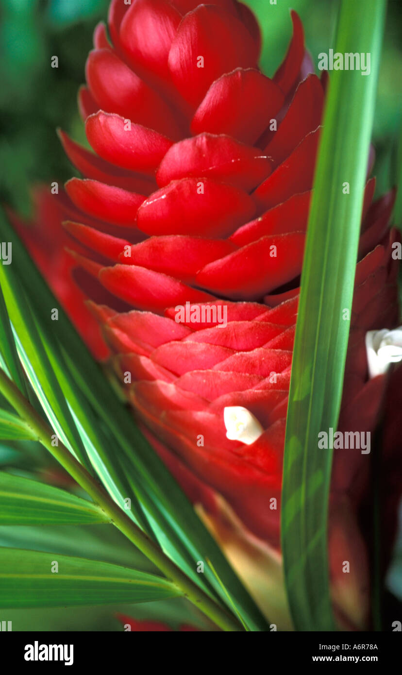 Red Ginger Flower Stock Photo Alamy