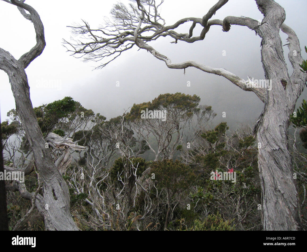 Leptospermum Tree on Mount Kinabalu in Sabah Borneo Malaysia Stock Photo