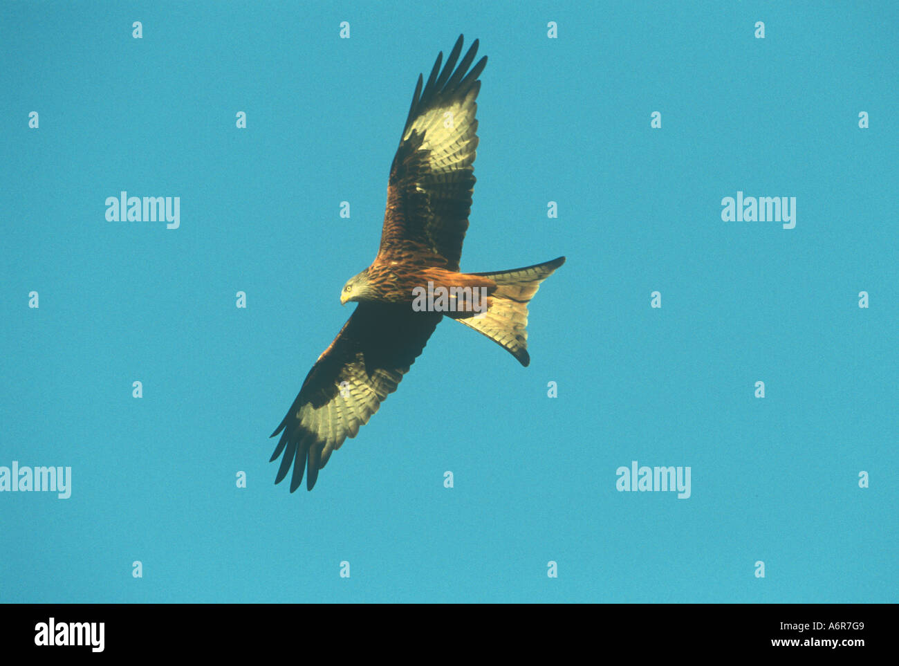 Red Kite in Flight Birds Natural World Wales Stock Photo