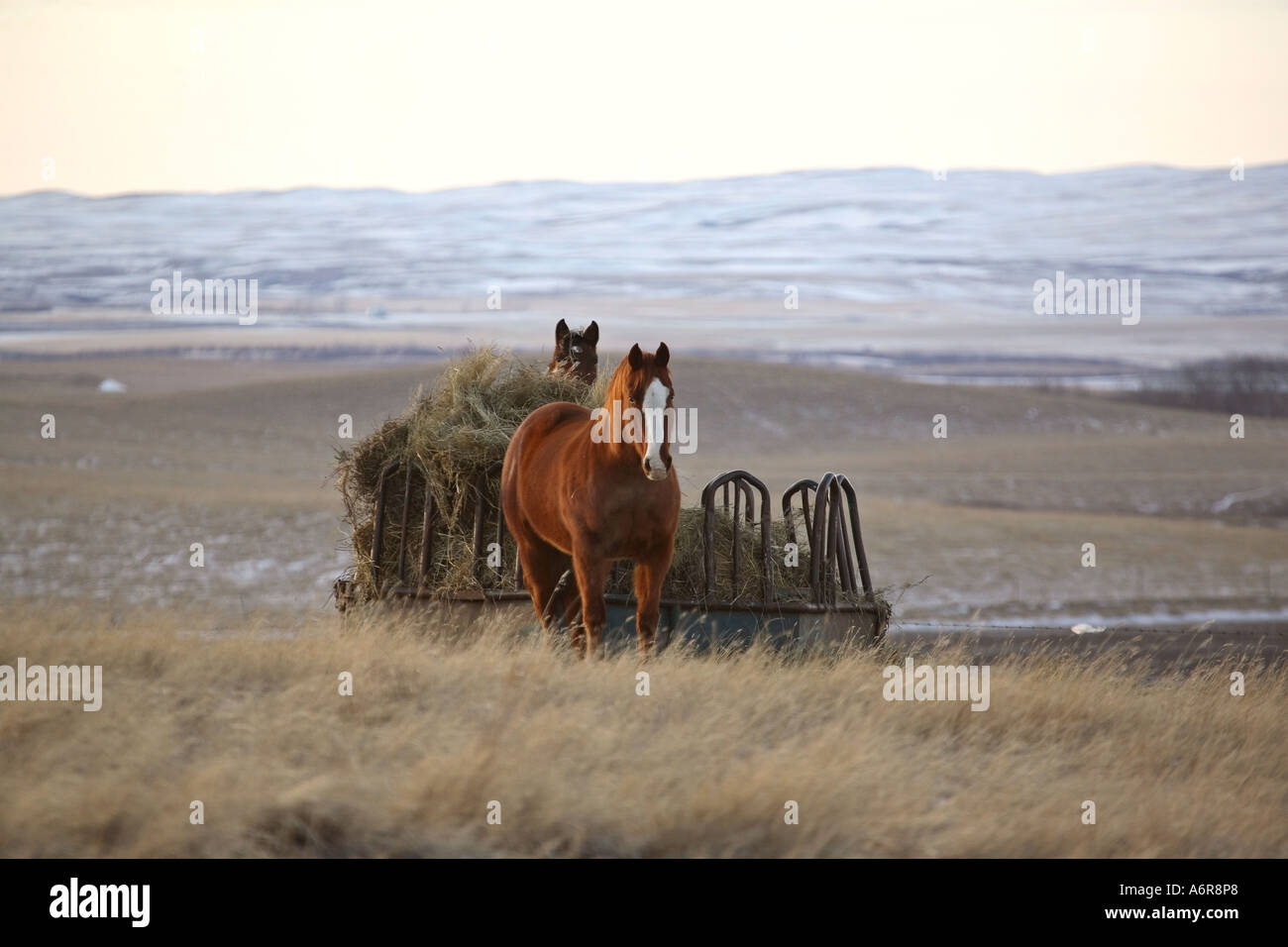 Two Horses At A Hay Feeder In Scenic Saskatchewan Canada Stock