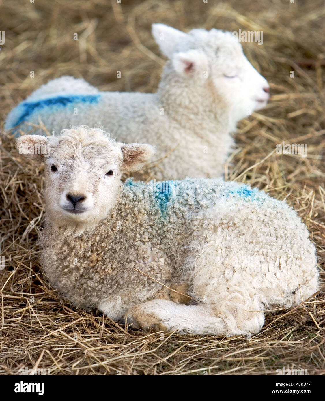 Two lambs resting on straw Stock Photo