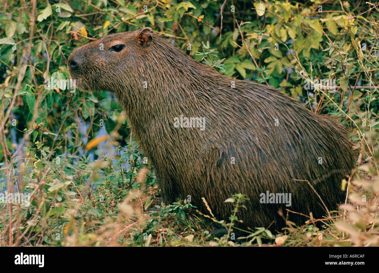 Capivara