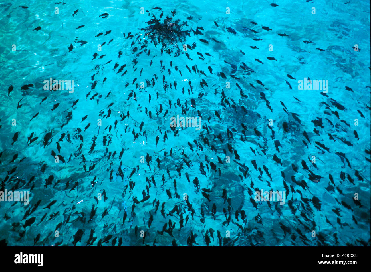 BLACKFISH (Melichthys niger) Ascension island, South Atlantic Ocean Stock Photo