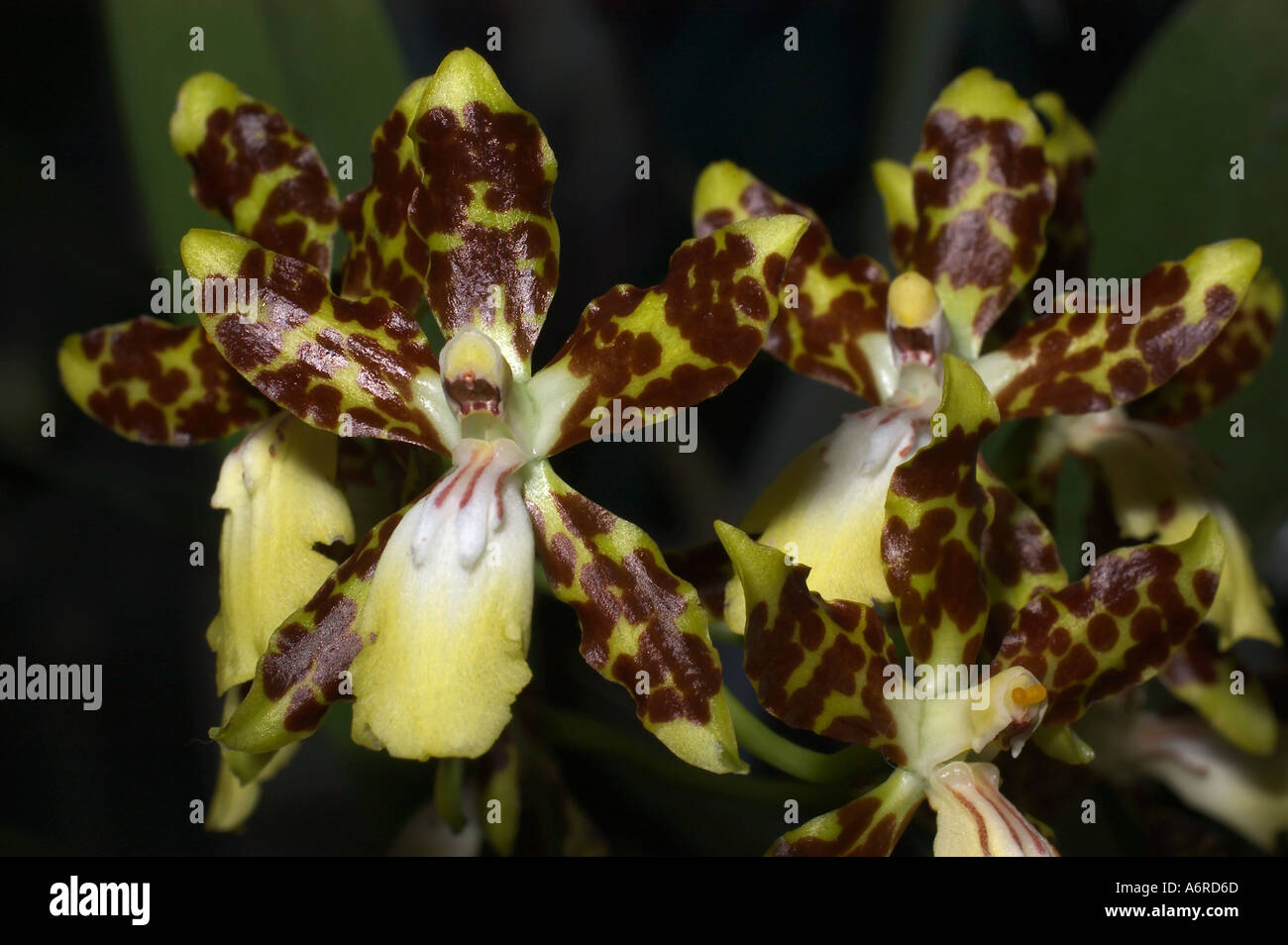 ORCHID Hybrid (Oncidium maculatum) 'Paulo' Stock Photo