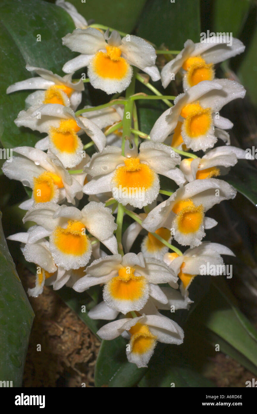 ORCHID (Dendrobium farmeri) Native to Southeast Asia Stock Photo