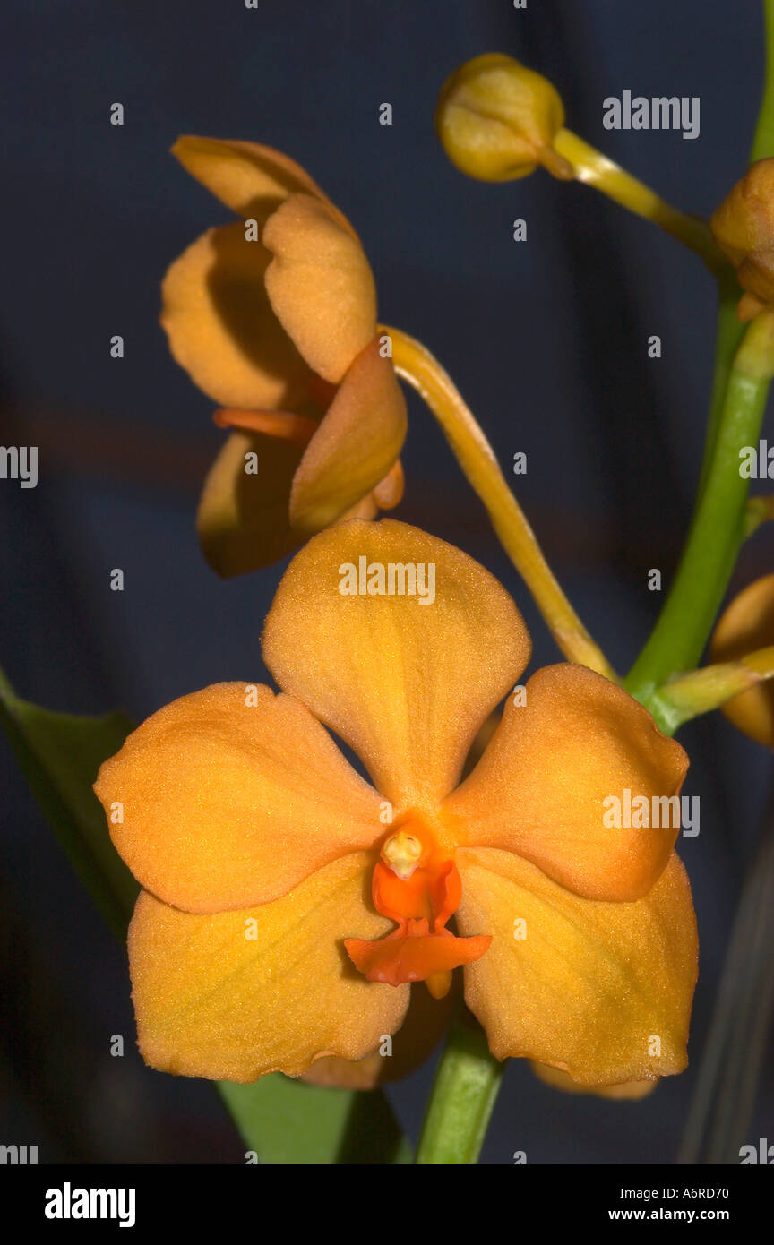 VANDA Hybrid Orchid Thailand Stock Photo