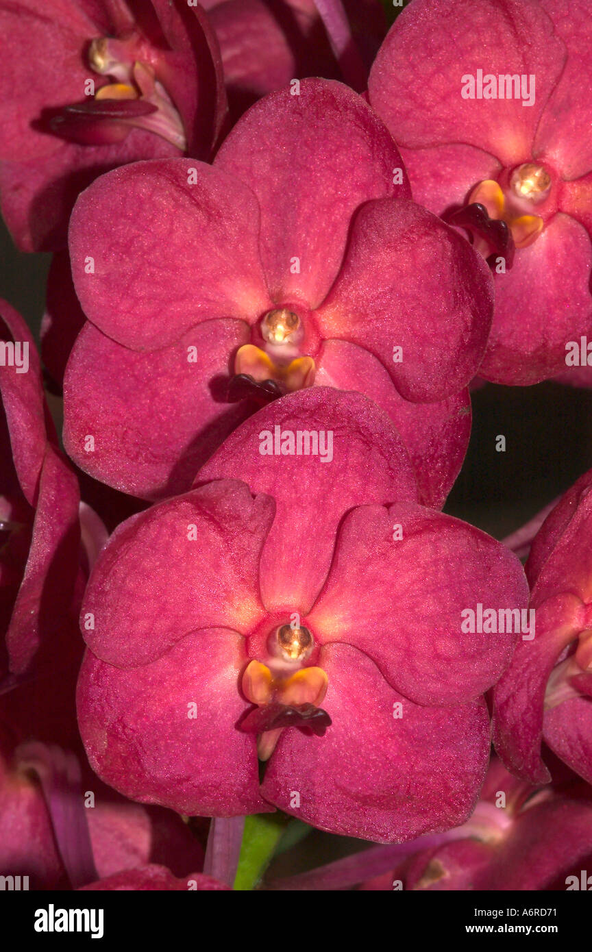 VANDA Hybrid Orchid Thailand Stock Photo