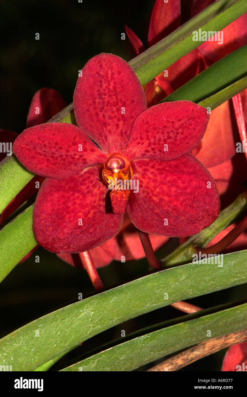 VANDA Hybrid Orchid Thailand Stock Photo