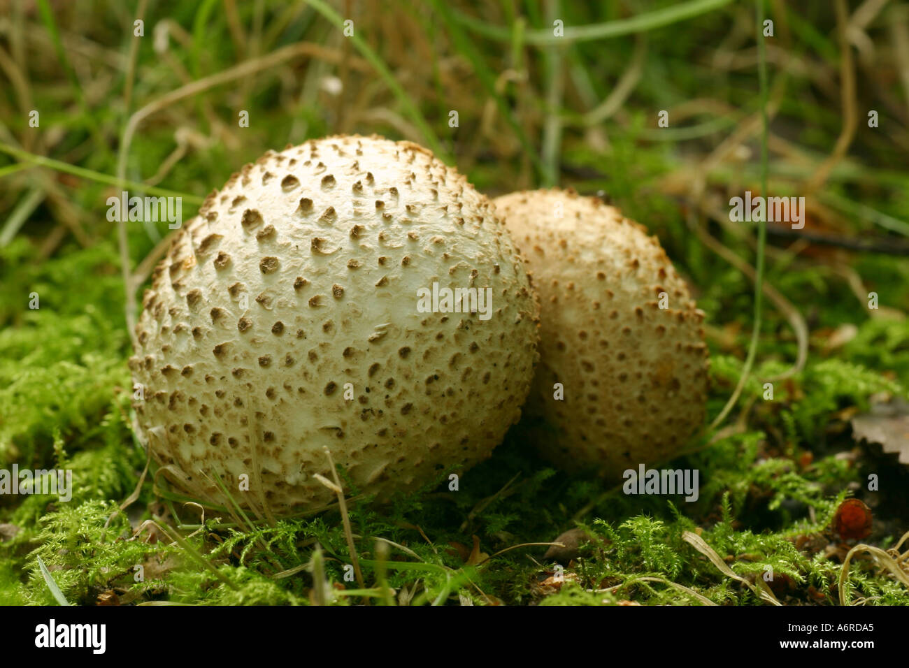 Common puffball fungi fungus Lycoperdon perlatum Stock Photo