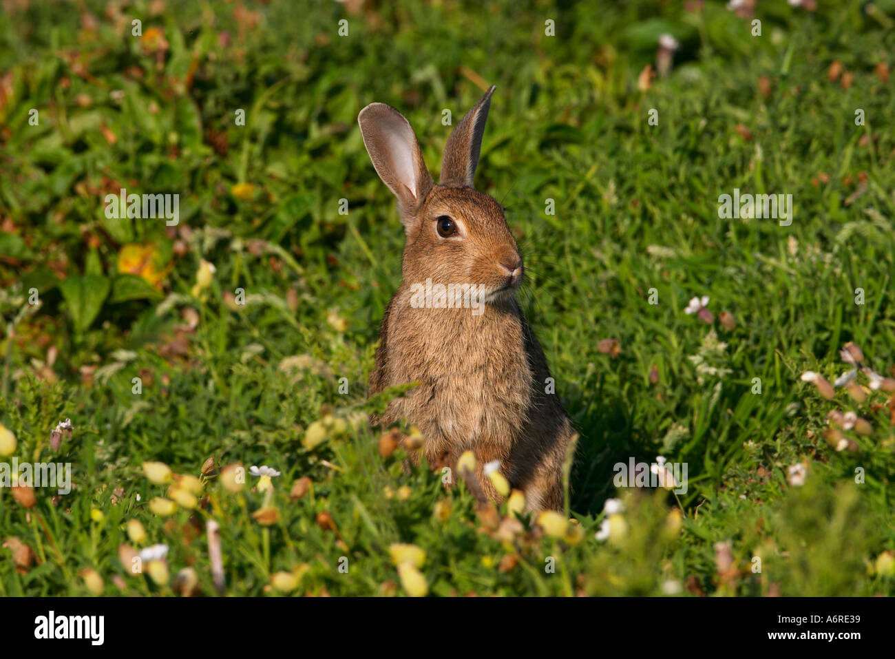 European rabbit Oryctolagus cuniculus Isle of May Firth of Forth Fife Scotland Stock Photo