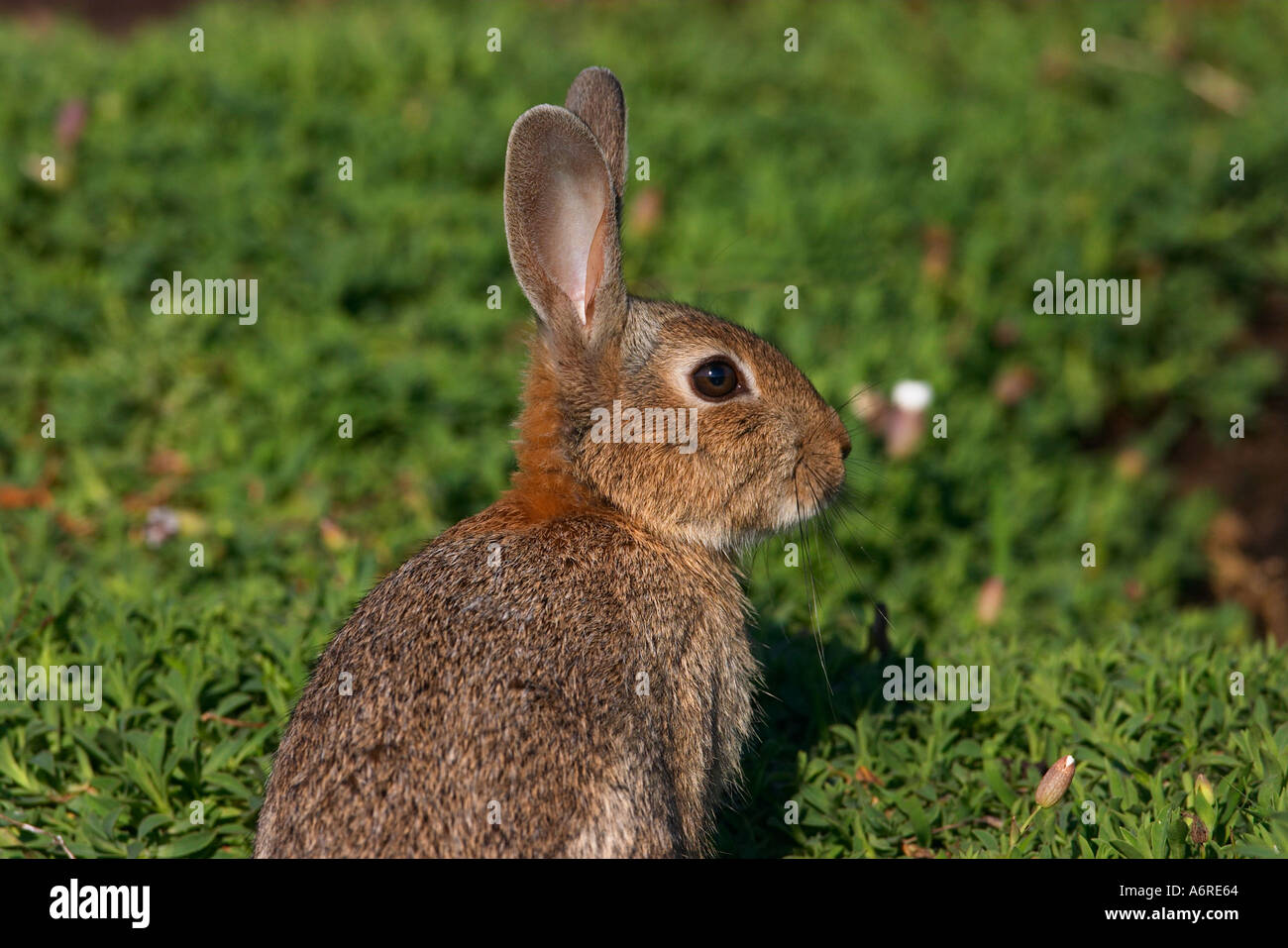 European rabbit Oryctolagus cuniculus Isle of May Firth of Forth Fife Scotland Stock Photo