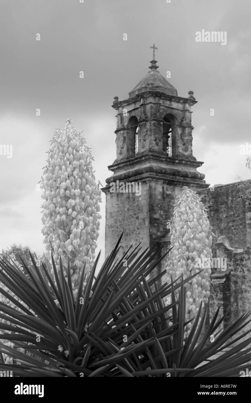 Yucca Cross Yucca bloom Black and White Stock Photos & Images - Alamy