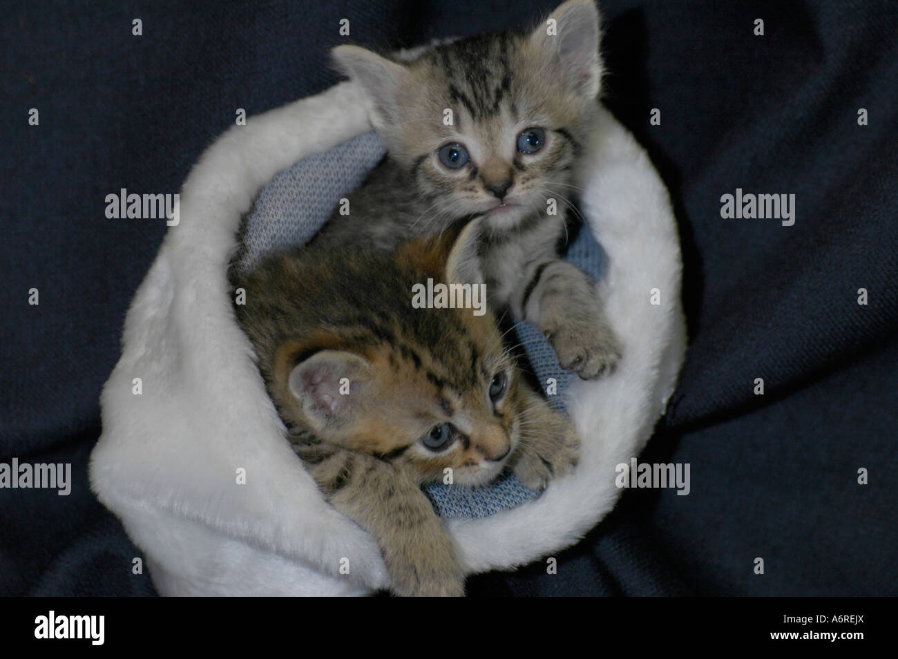 Blue mackerel tabby hires stock photography and images Alamy