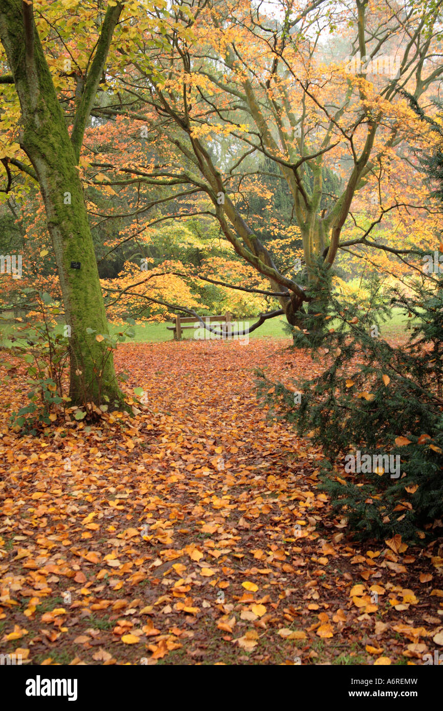 Autumn leaves Westonbirt Stock Photo - Alamy