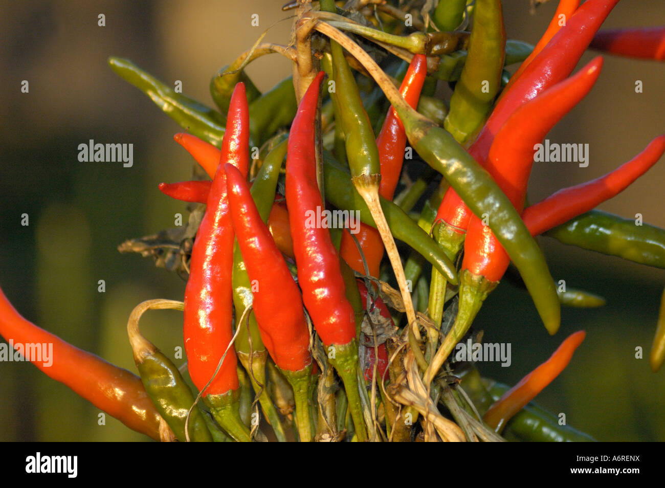 Bunch of red and green hot peppers Stock Photo - Alamy