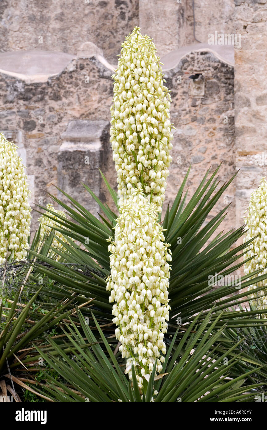 Yucca Spanish Dagger in bloom in front of old Spanish Mission Wall in San antonio Texas Stock Photo