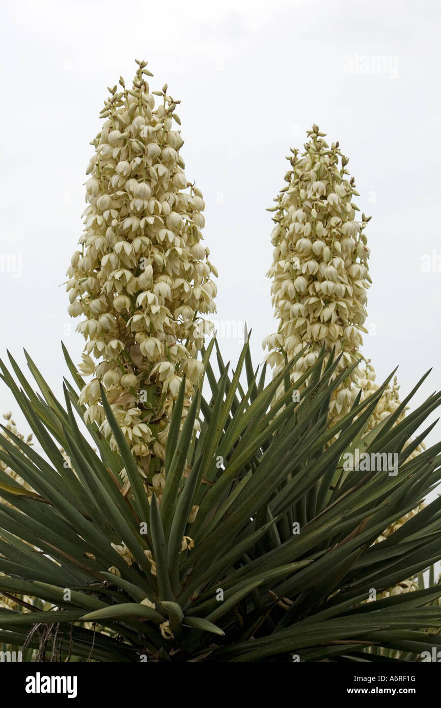 Yucca Spanish Dagger two blooms at old Missions in San Antonio Texas. Stock Photo