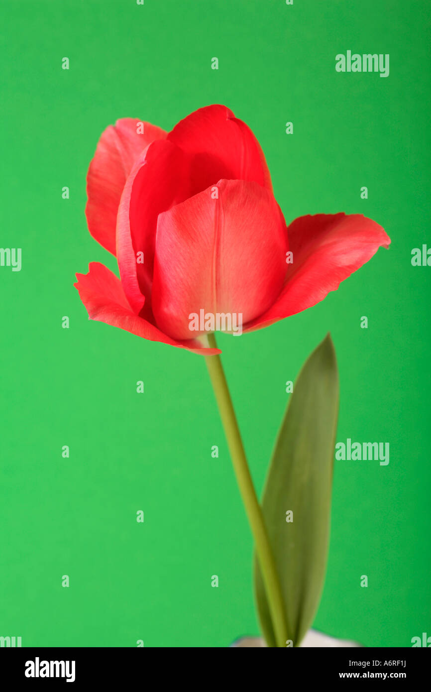 Tulip close up Stock Photo Alamy