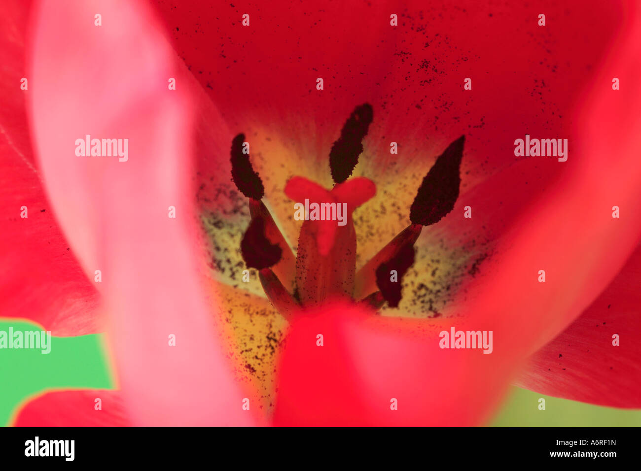 Tulip close up Stock Photo - Alamy