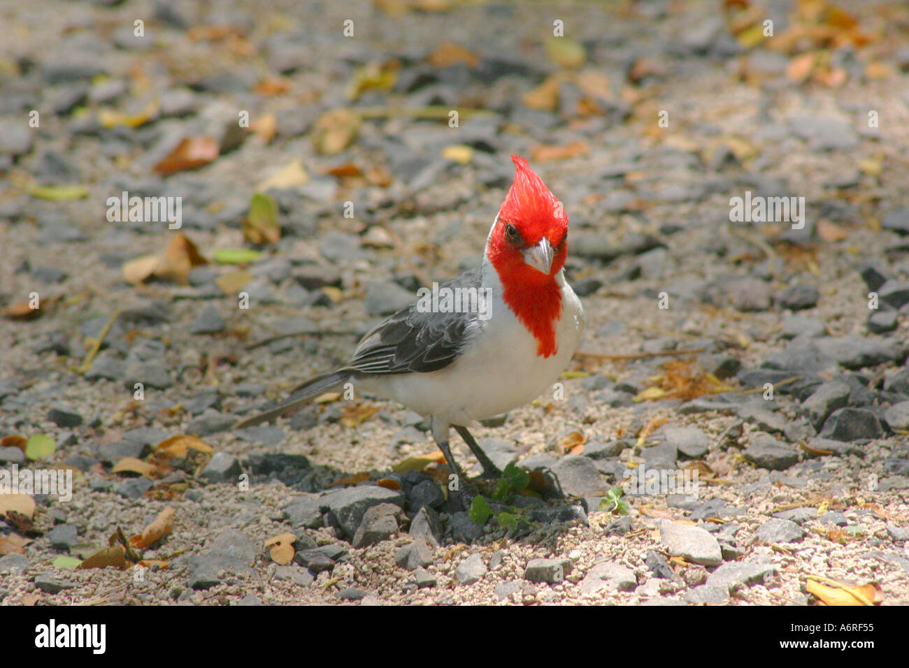 Red crested cardinal bird standing on ground Stock Photo