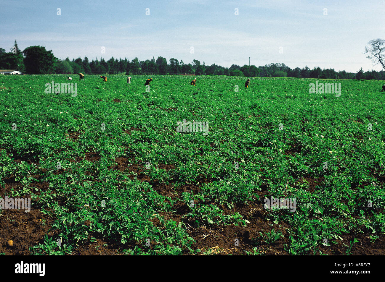 Potatoes growing in the Great Rift Valley north of Lake Nakuru Central Province Kenya East Africa Stock Photo