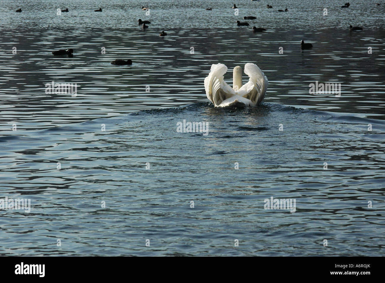 angry swan hunts ducks Stock Photo