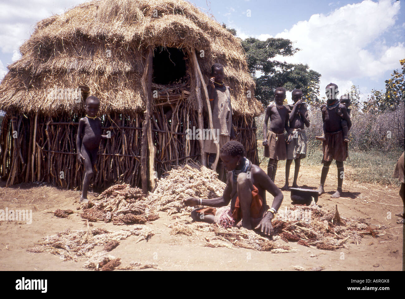 karamoja Uganda sorting millet seeds. droughtresistant millet Stock