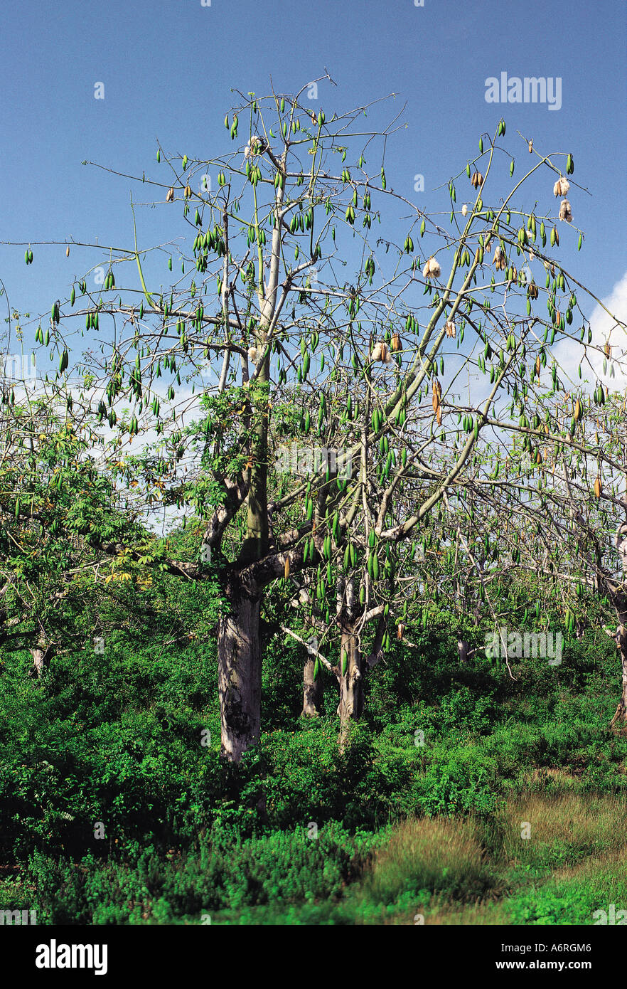 Kapok tree with seed pods Kenya coast East Africa Stock Photo