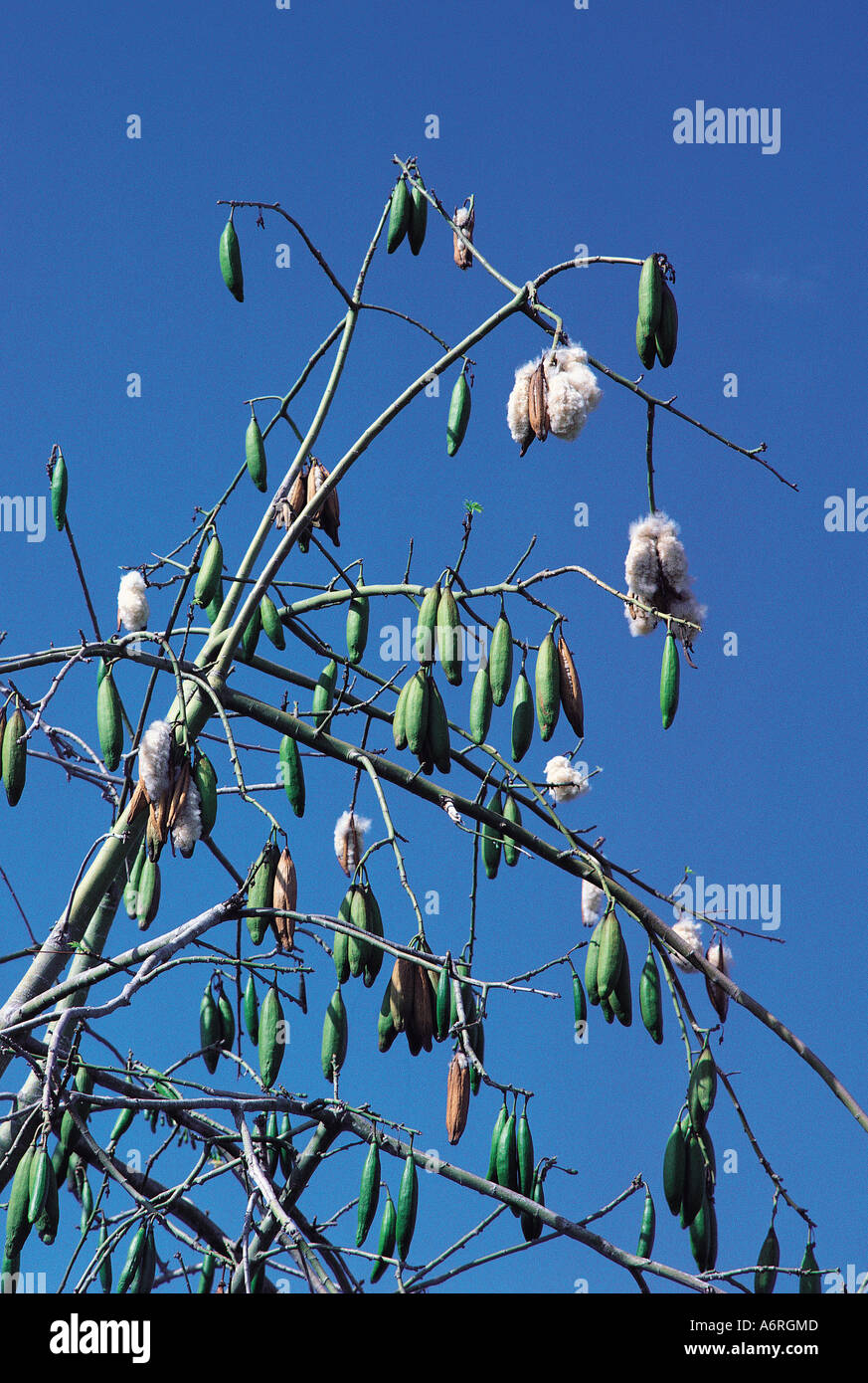 The seed pods of a Kapok tree Kenya coast East Africa Stock Photo