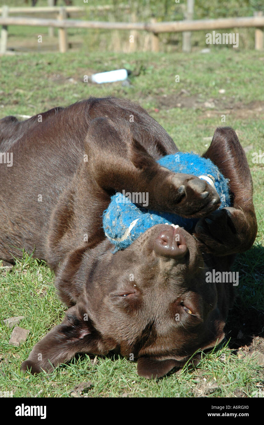 Chocolate Labrador lying upside down with blue ball between paws Stock Photo