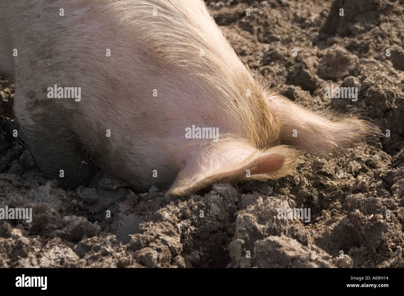 up-to-the-ears-in-it-happy-as-a-pig-in-shit-sow-rooting-in-mud-A6RH14.jpg