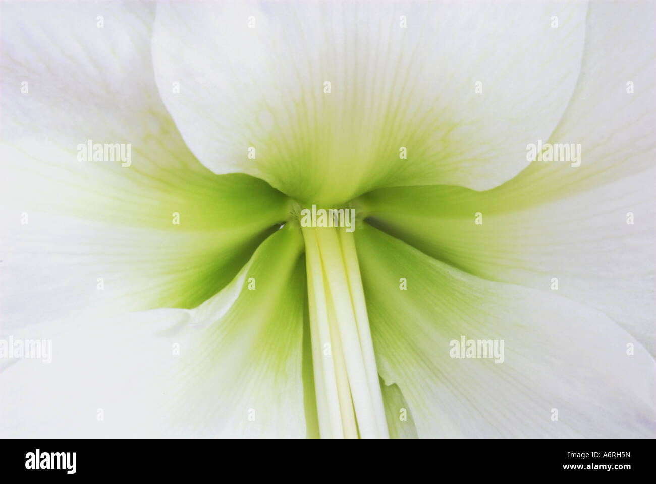 Amarylis - heart of a bloom Stock Photo