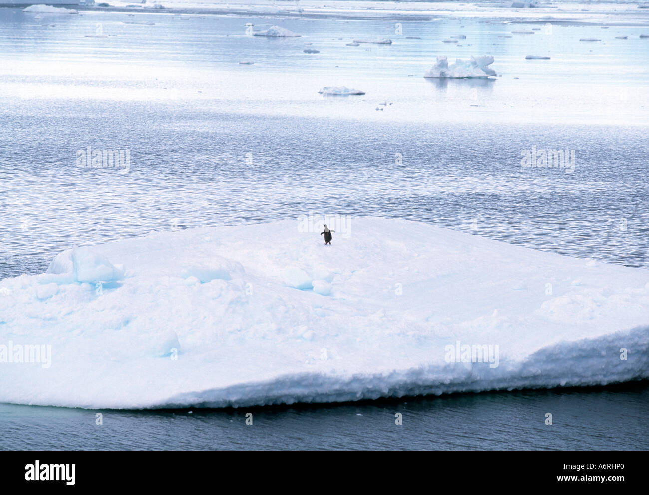 antarctic, Antarctica, ice continent, frozen continent, cold continent