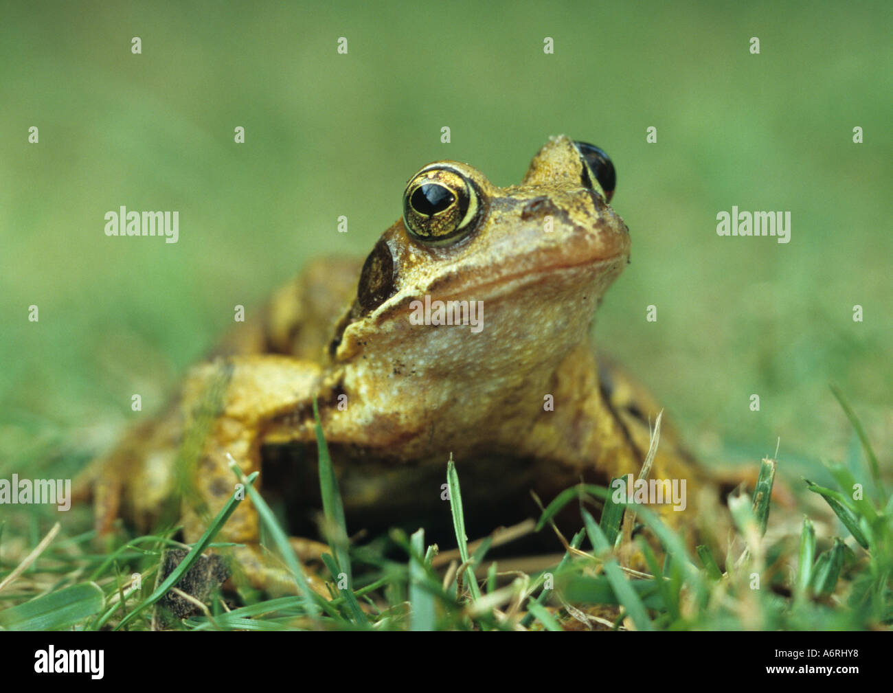Common Frog (Rana temporaria) in the Uk Stock Photo Alamy