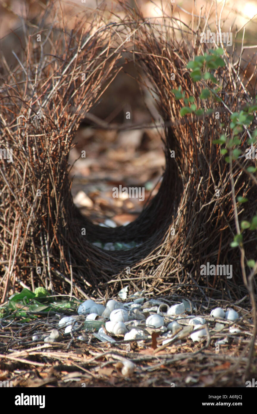 Bower bird nest hi-res stock photography and images - Alamy