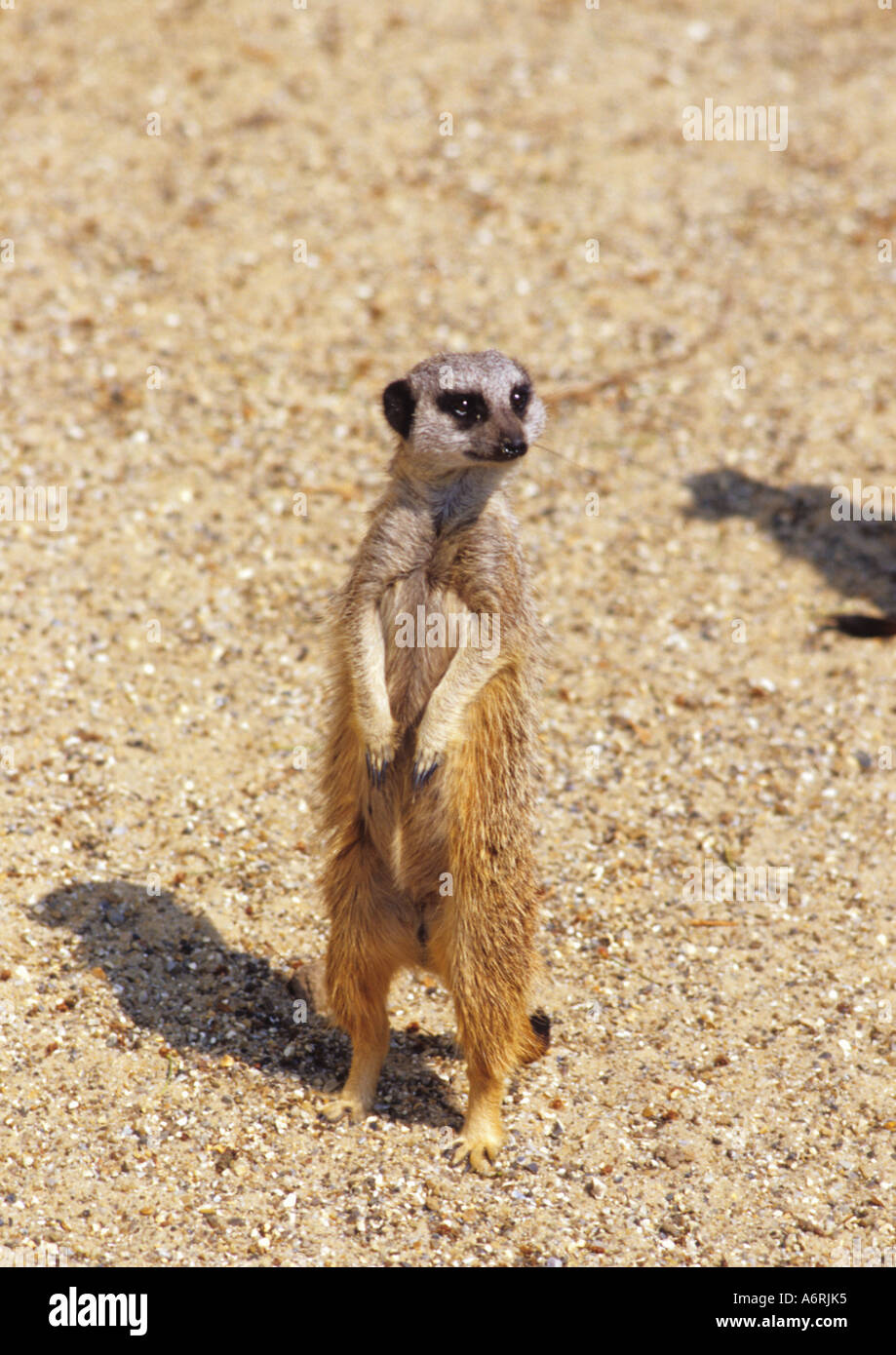Mircat Mircat hi-res stock photography and images - Alamy