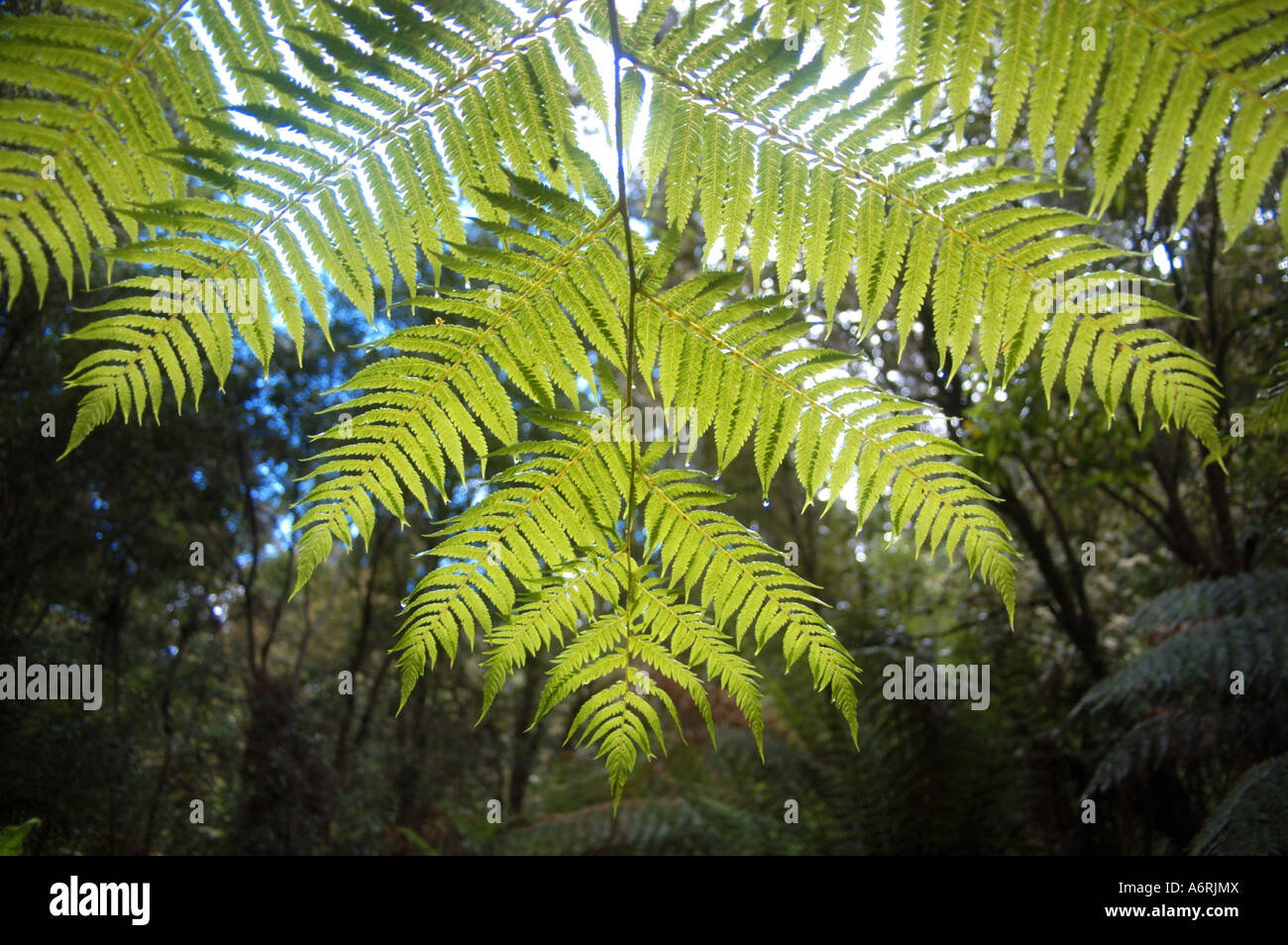 Tree fern in temperate rain forest, Otways NP Australia close up Stock Photo
