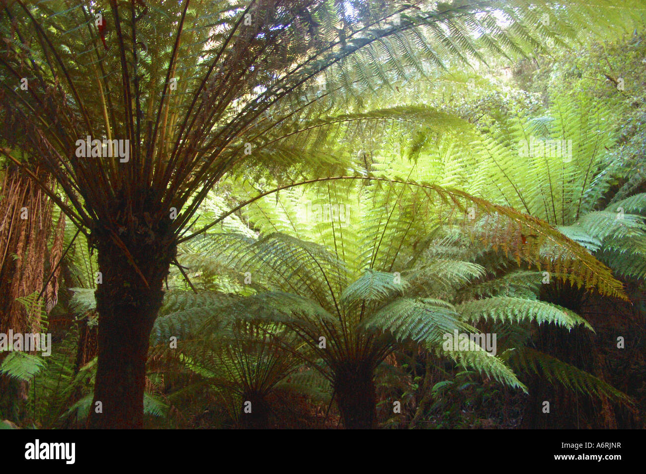 Tree ferns in temperate rain forest, Otways NP Australia Stock Photo