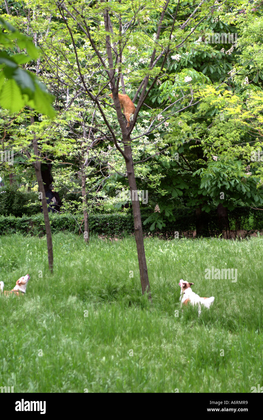 Dogs chase a cat up a tree Stock Photo Alamy