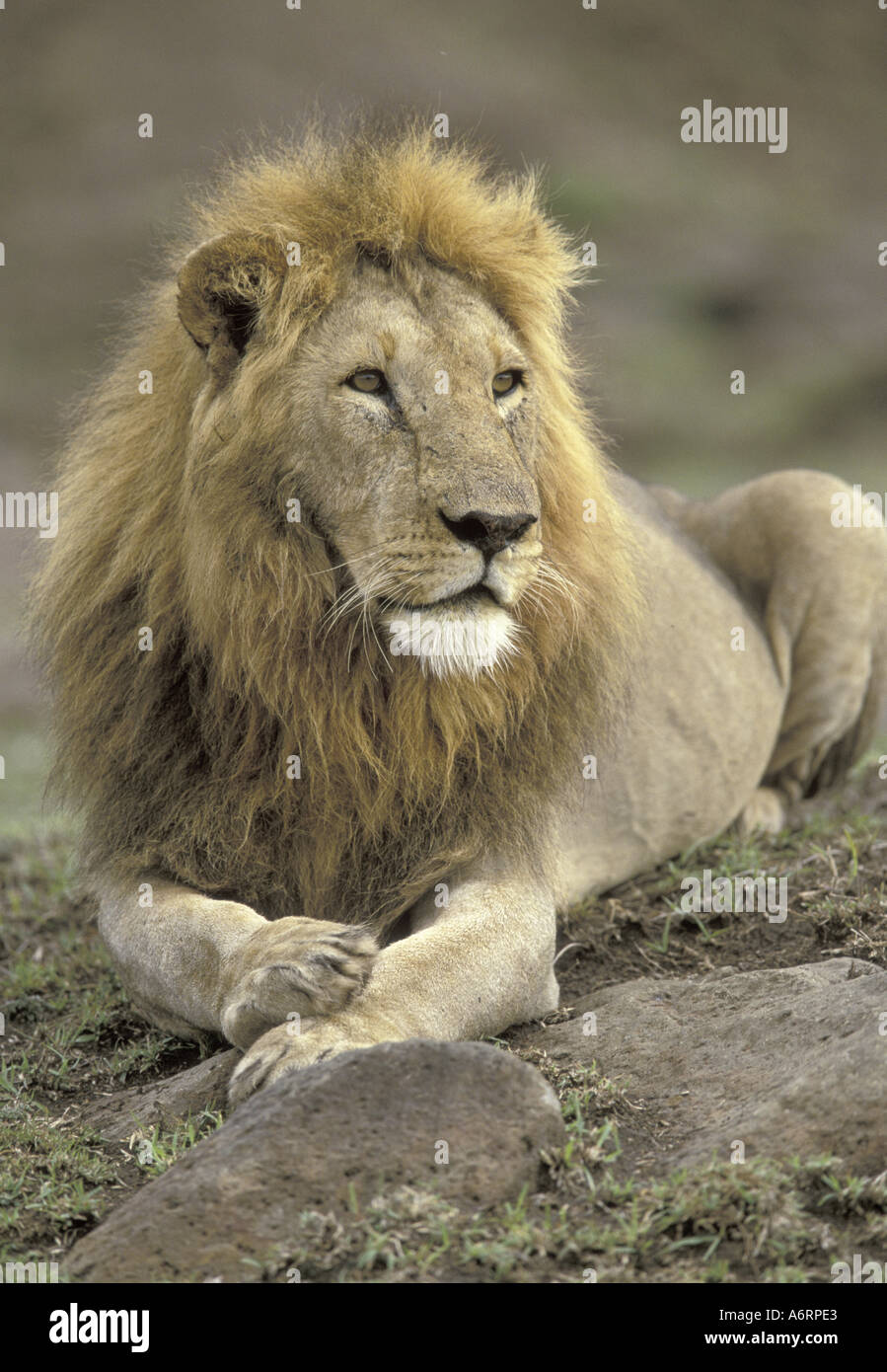 Africa, Kenya, Masai Mara Game Reserve, Adult male lion (Panthera leo ...