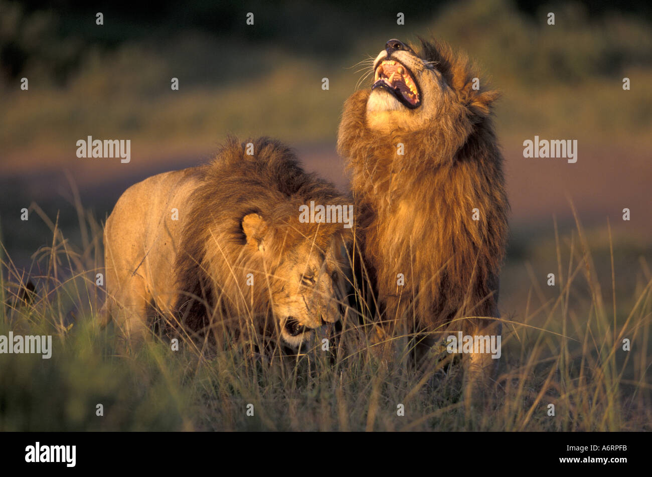 Africa, Kenya, Masai Mara National Park. Pair of African Lions Stock ...