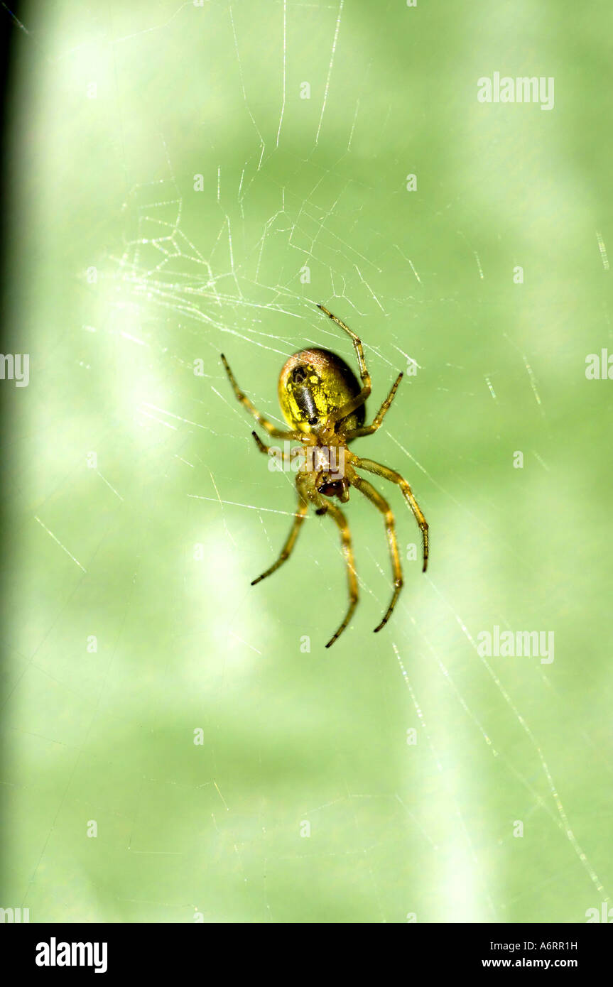 common spider predator insect green vertical Stock Photo Alamy