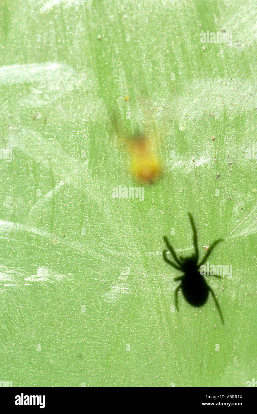 Ultimate Predator Insect common spider predator insect shadow green vertical Stock Photo - Alamy
