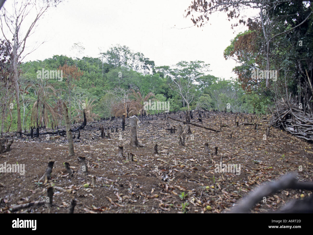Slash burn agricultural africa hires stock photography and images Alamy
