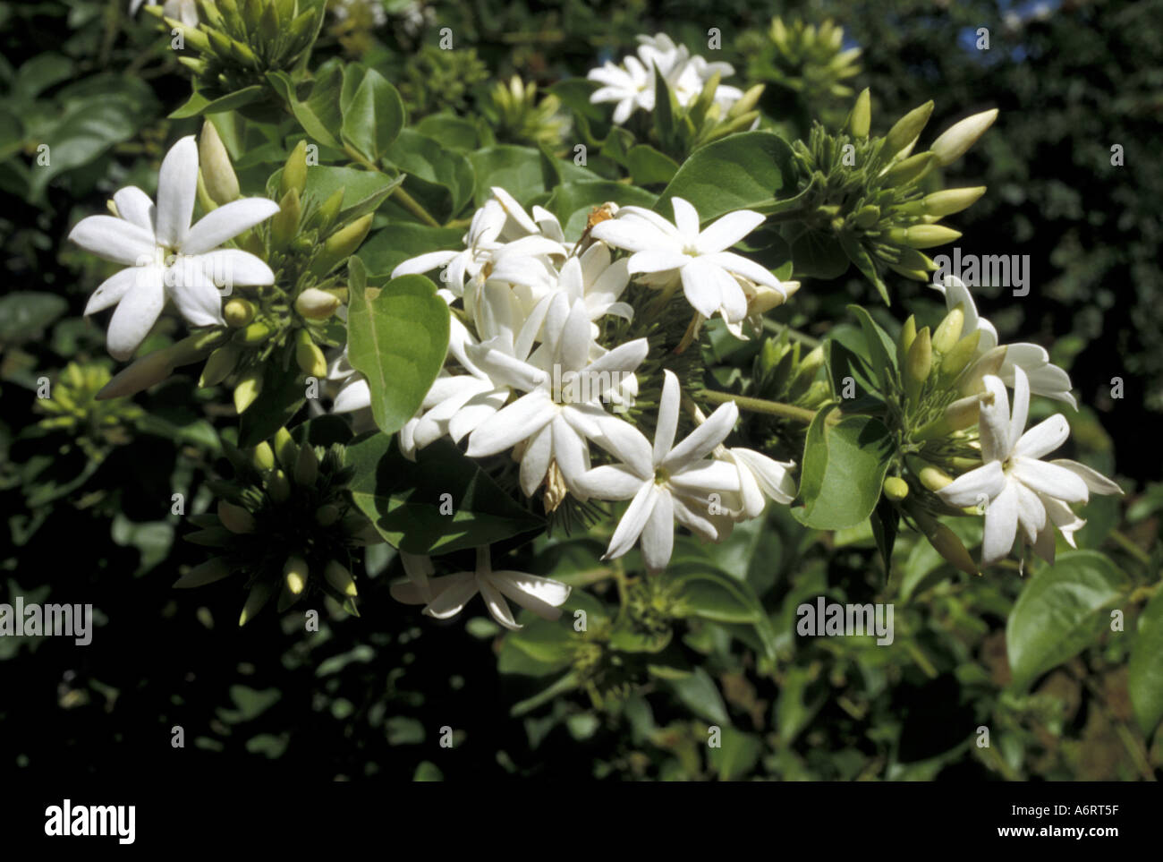 Africa, Madagascar, Jasmine flowers Stock Photo Alamy